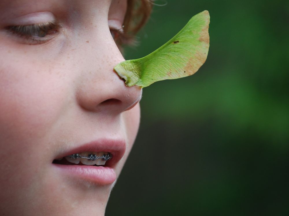 Henry with a maple seed on his nose | Smithsonian Photo Contest ...