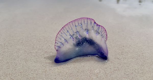 Purple and pink Portuguese man ‘o war thumbnail