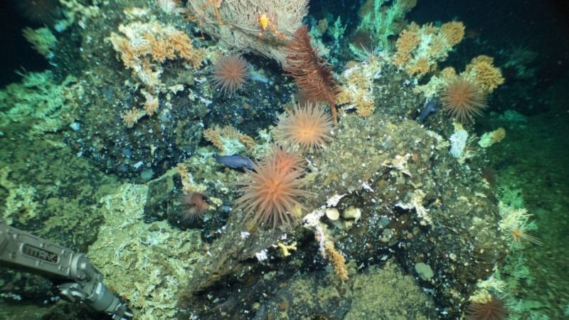 Coral reef with lobster, anemone, sea stars, fish