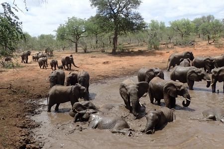Elephants relax at the Jejane watering hole, with no bees in sight.