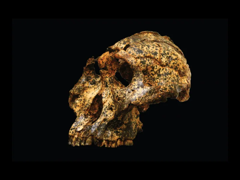 Image of the excavated skull on a black background. The skull has deep eye sockets, large cheekbones, and juts forward. The bottom half of the jaw is missing. The skull is brown and tan with specks of dirt engrained in it. 