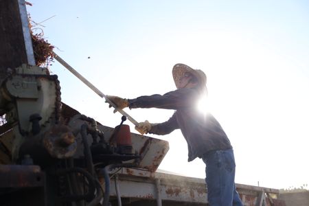 Nikiko Masumoto works with raisins on her family's farm.