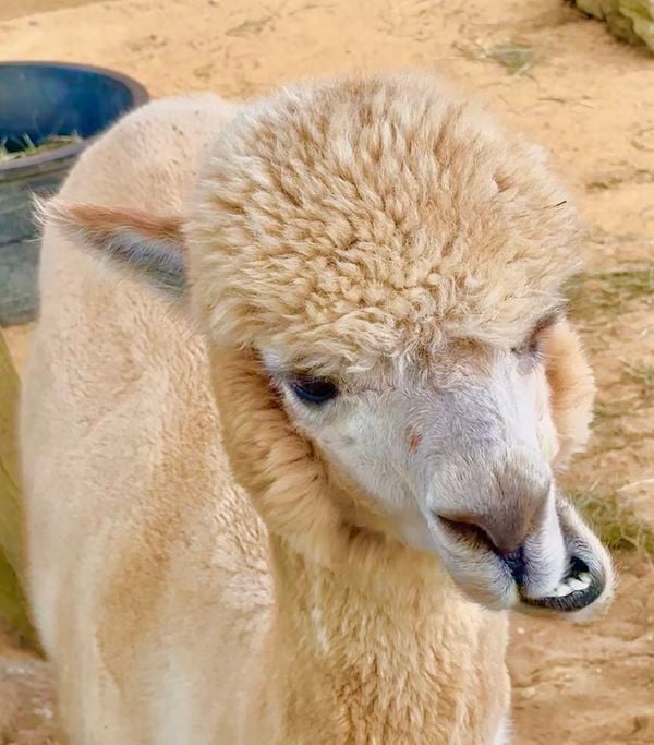 Alpaca Farm on Martha’s Vineyard thumbnail