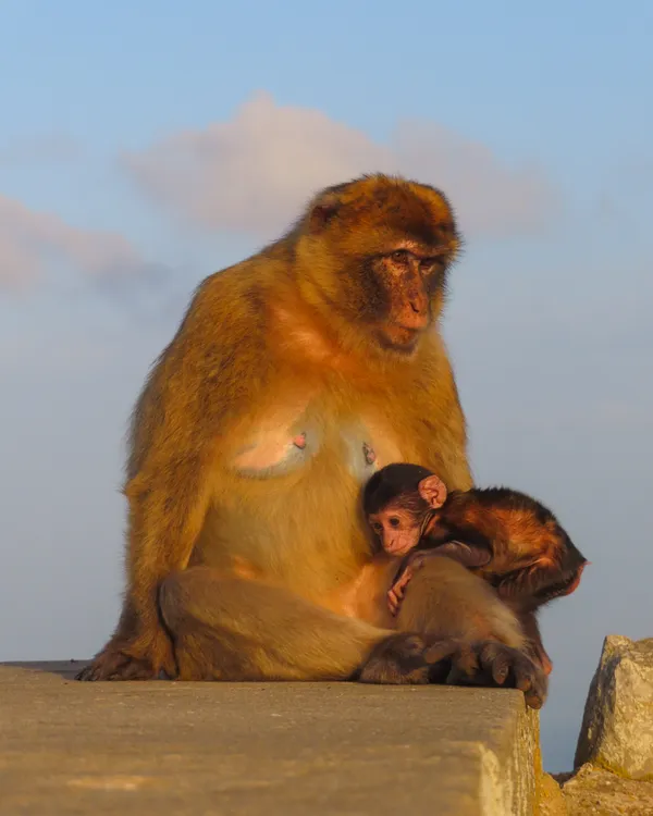Barbary Macaques thumbnail