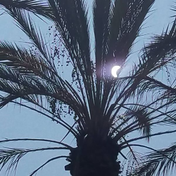A solar eclipse captured by accident while taking photo of palm trees. thumbnail