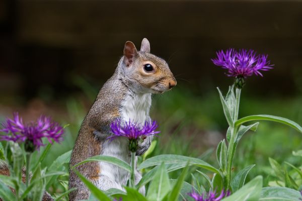 Squirrel in bloom thumbnail