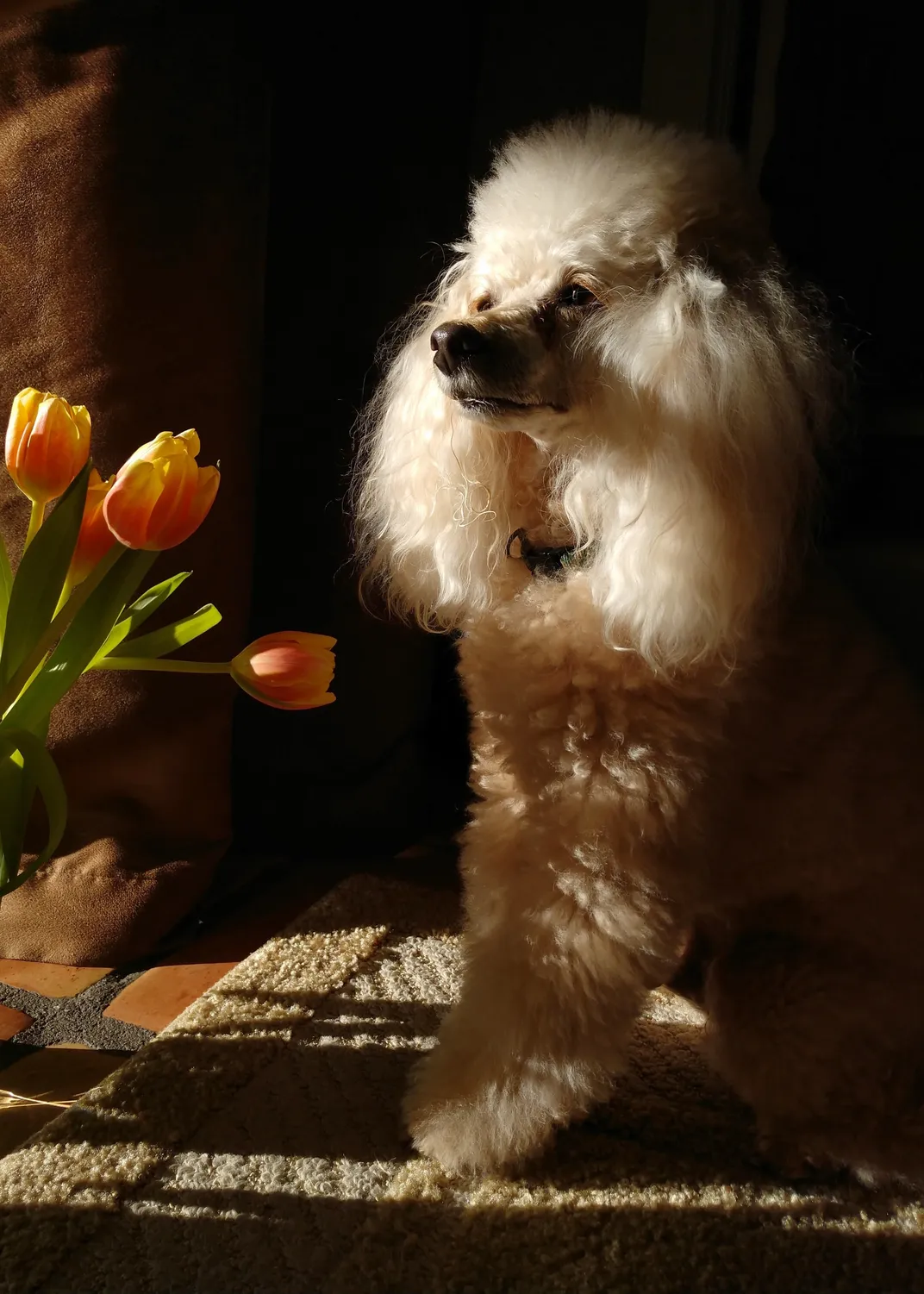 13 - A curly-haired poodle named Cooper poses with orange tulips awash in the soft rays of late-afternoon sunlight.