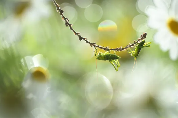 flashes in the meadow thumbnail