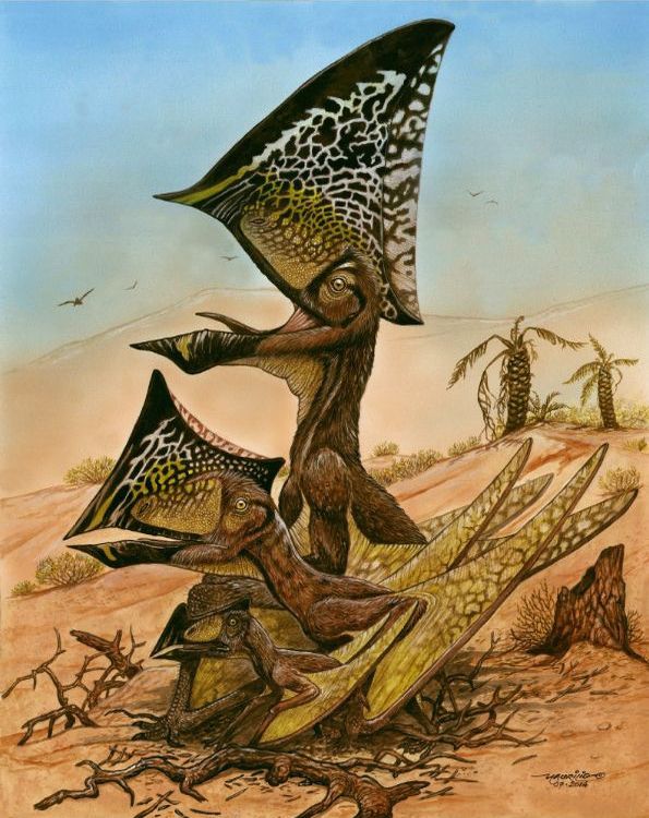 Artist's rendering of C. dobruskii