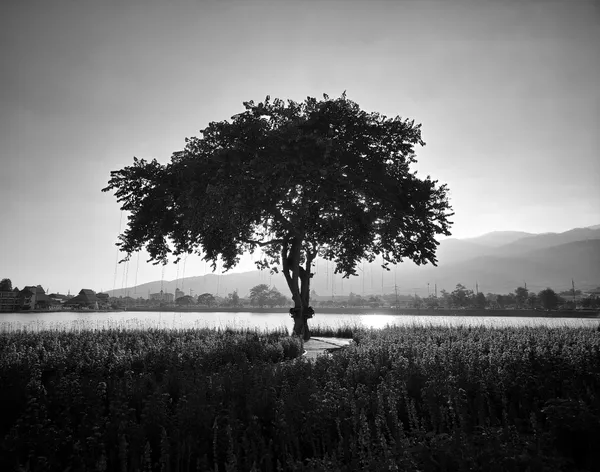 Light in my heart thumbnail