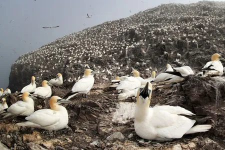 Thousands of Northern Gannets gather nest material as they prepare for the new breeding season on the Bass Rock.