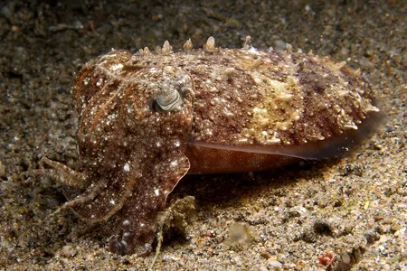 A broadclub cuttlefish, the second largest cuttlefish species, blends into the ocean floor.
