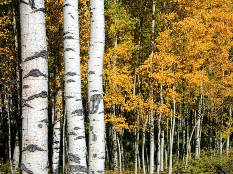 Aspen trees in Colorado. | Smithsonian Photo Contest | Smithsonian Magazine