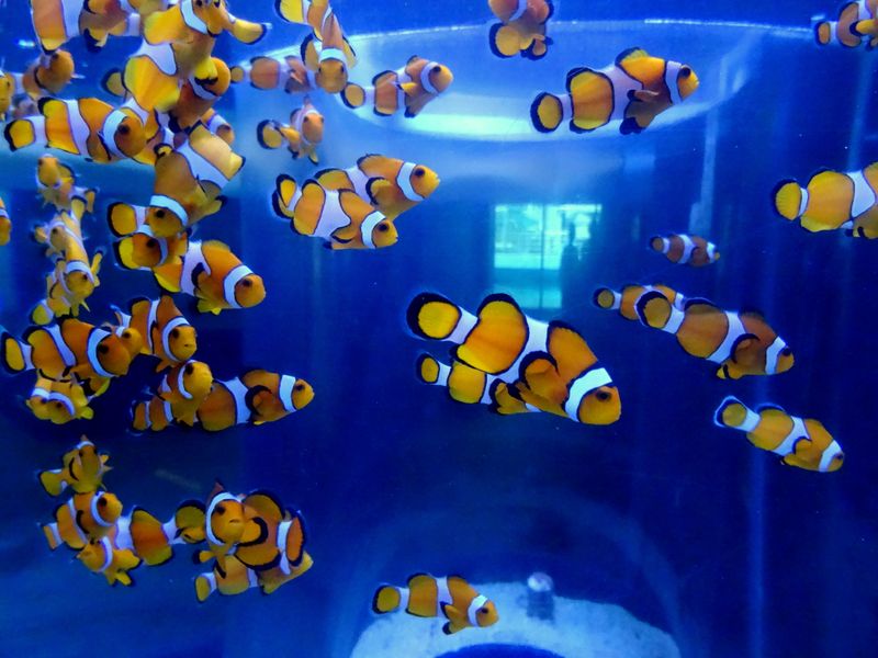 School of clownfish in the public aquarium in Townsville, Australia