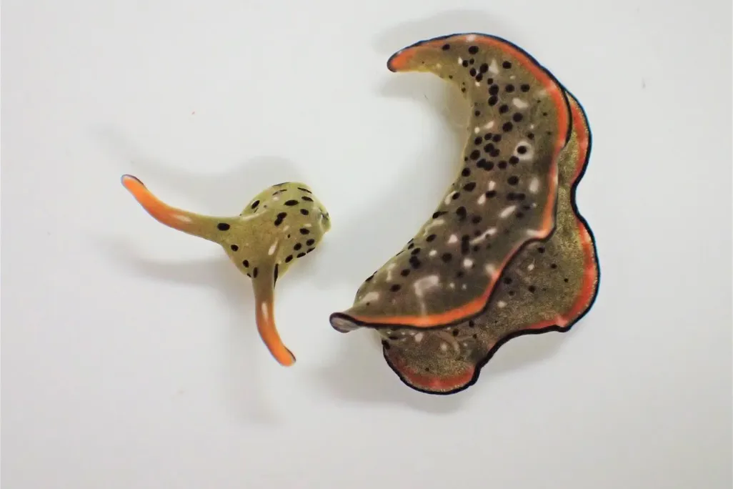 Elysia marginata sea slug