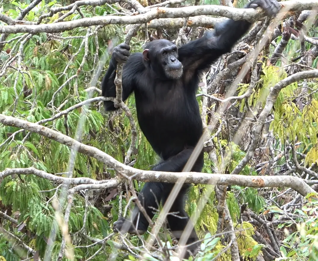 Chimpanzee walks upright