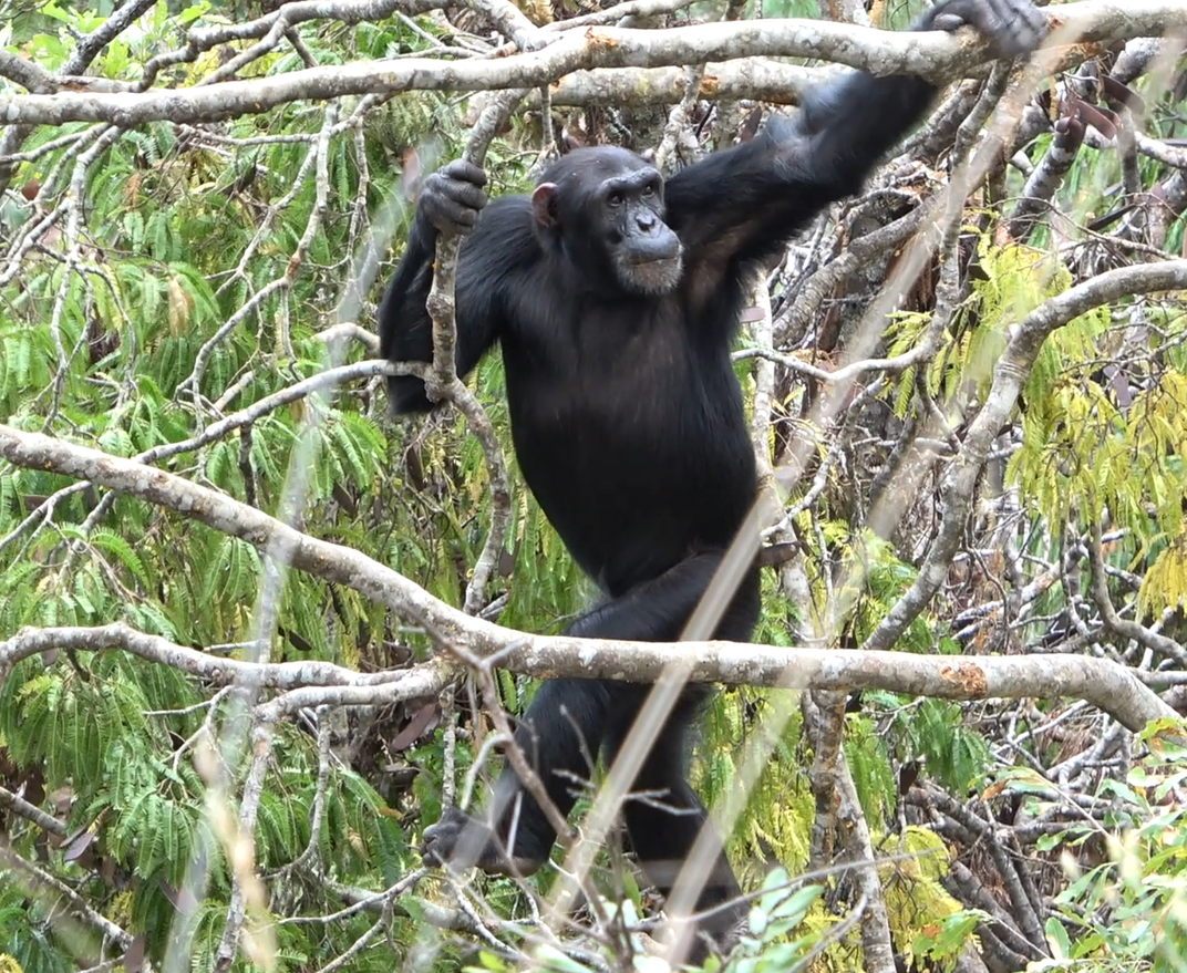 Chimpanzee walks upright