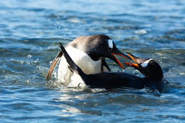 two gentoo penguins swim and point their bills at each other