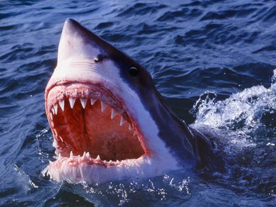 A great white shark (Carcharodon carcharias) in South Africa shows its jaws. 