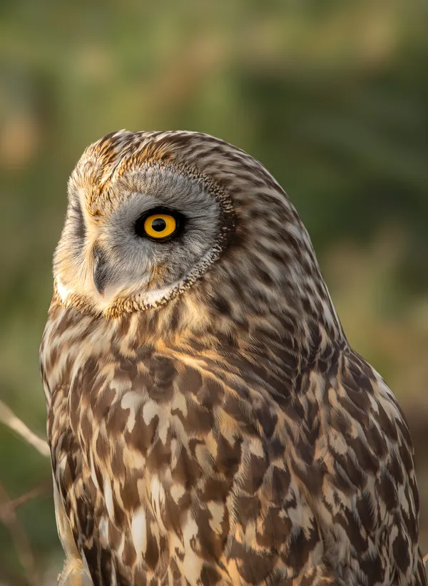 Short-Eared Portrait thumbnail