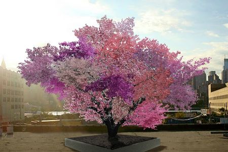 Here is the artist's rendition of what a Tree of 40 Fruit will look like at 10 years.