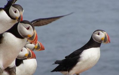 What possesses some people to study the parenting skills of Atlantic puffins for decades?
