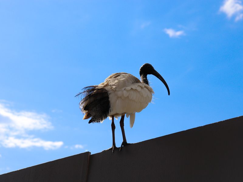 "Bin chicken" on the top Smithsonian Photo Contest Smithsonian Magazine