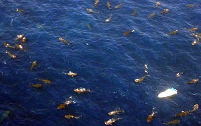 This aerial photograph shows 68 whale sharks feeding (and four snorkelers swimming) at the Afuera in August 2009.