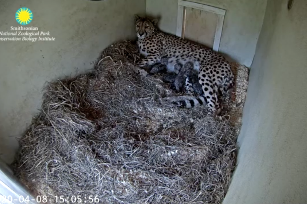 Echo nursing her four cubs