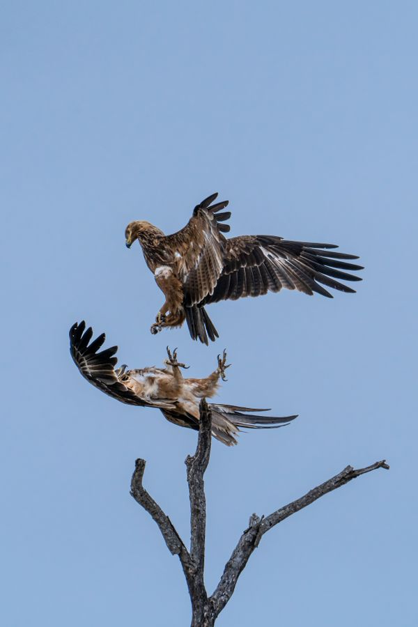 Tawny Eagle Battle thumbnail