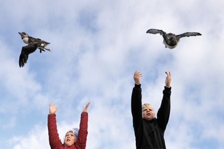 &Iacute;ris Dr&ouml;fn Gu&eth;mundsd&oacute;ttir (left) and her cousin Anton Ingi Eir&iacute;ksson release pufflings from the Hamarinn sea cliff on the Icelandic island of Heimaey.