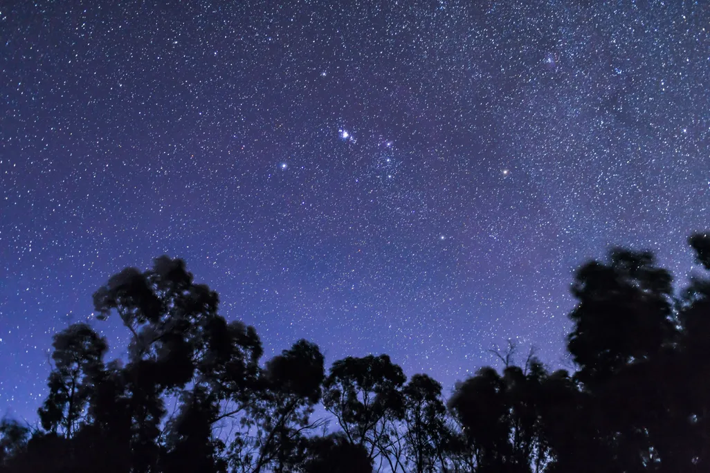 A twilight sky full of stars above some trees