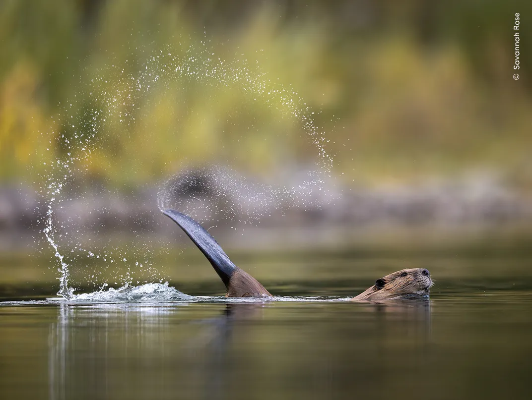 a beaver floats at the top of the water, tail raised, a trail of droplets arcing over its back that have been splashed from the tail hitting the water