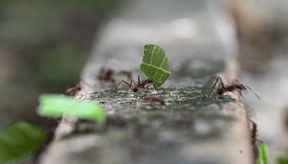 Ants Can Get Distracted by Cookies, Chips and Other Junk Food. Here’s Why That Could Be a Problem for the Environment