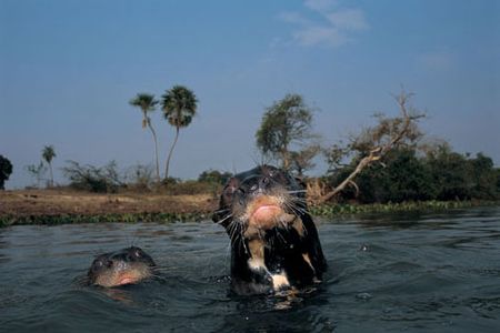 They pop their heads out of the water to keep track of family members.