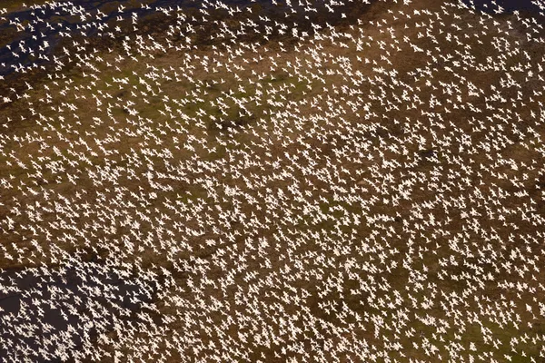 White Noise thumbnail