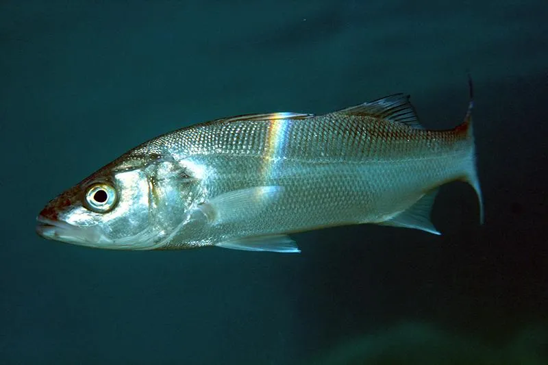 European sea bass-main.jpg