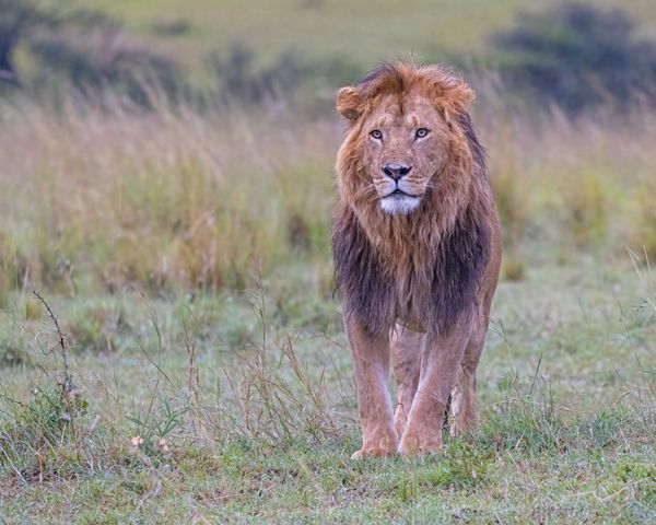 Male Lion, Kenya thumbnail