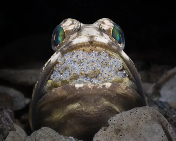 Safe at Home thumbnail