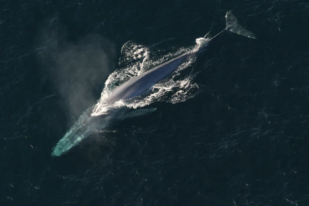 An aerial photo of a blue whale surfacing for air against a dark ocean backdrop.