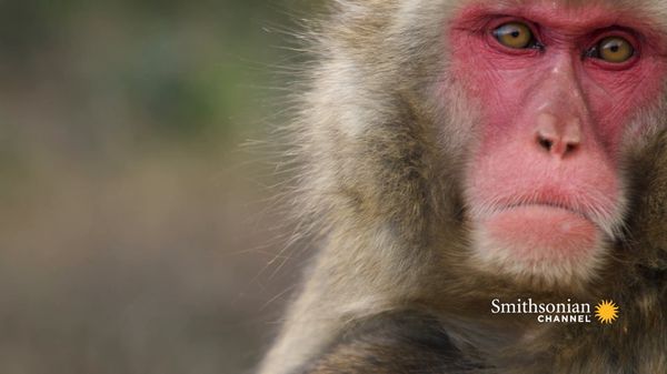 Preview thumbnail for Japanese Macaques Likely Keep Their Aging Minds Active With Games