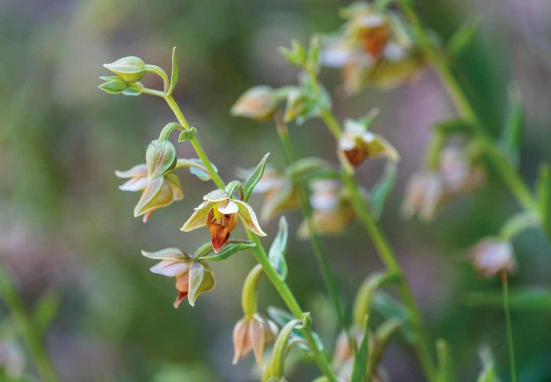 An orchid grows in a seep of freshwater