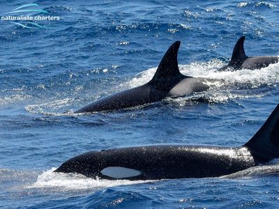 As many as 70 orcas cooperatively hunted, killed and ate a roughly 50-foot long blue whale last month off the coast of Australia. 