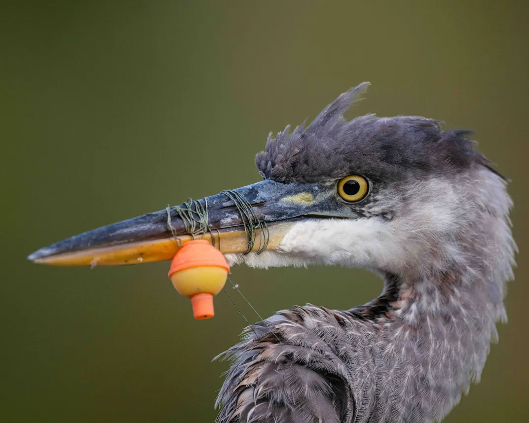 close-up of the face and some of the neck of a great blue heron, a fishing line and bobber wrapped tight around its beak