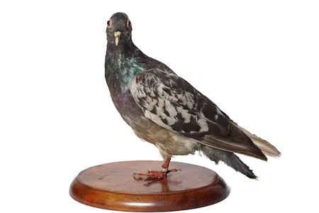 The Smithsonian&#39;s Cher Ami will play a role in tonight&#39;s multimedia performance &ldquo;November 1918: The Great War and The Great Gatsby&rdquo; at Carnegie Hall in New York City.