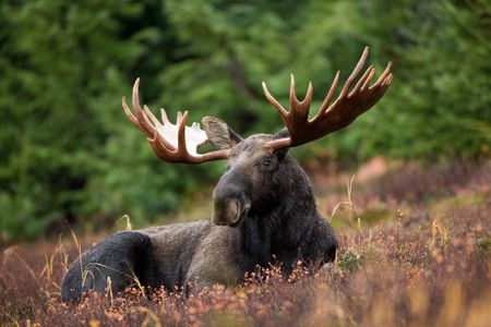 Warmer winters and shrinking snow depths have made it easier for white-tailed deer to migrate further north.
