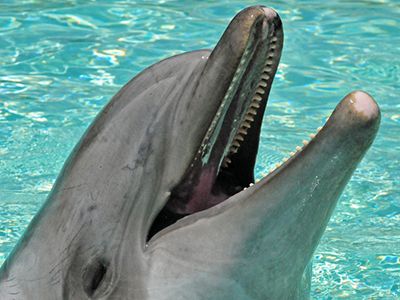 New research shows that bottlenose dolphins are capable of long-term memory, recognizing the distinctive whistles of tankmates up to 20 years after they last lived together.