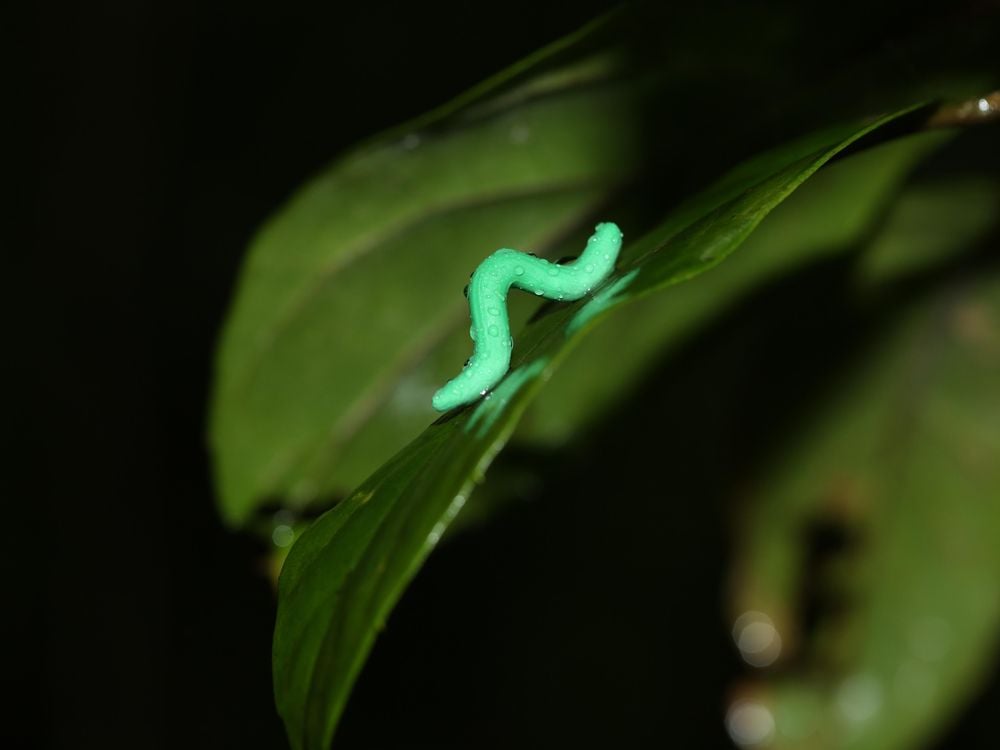 Hong Kong Caterpillar