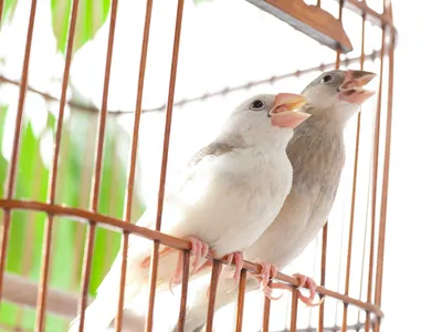 Java sparrows are both vocalists and percussionists. 