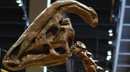 A Parasaurolophus at the Natural History Museum of Utah